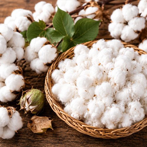 Cotton
